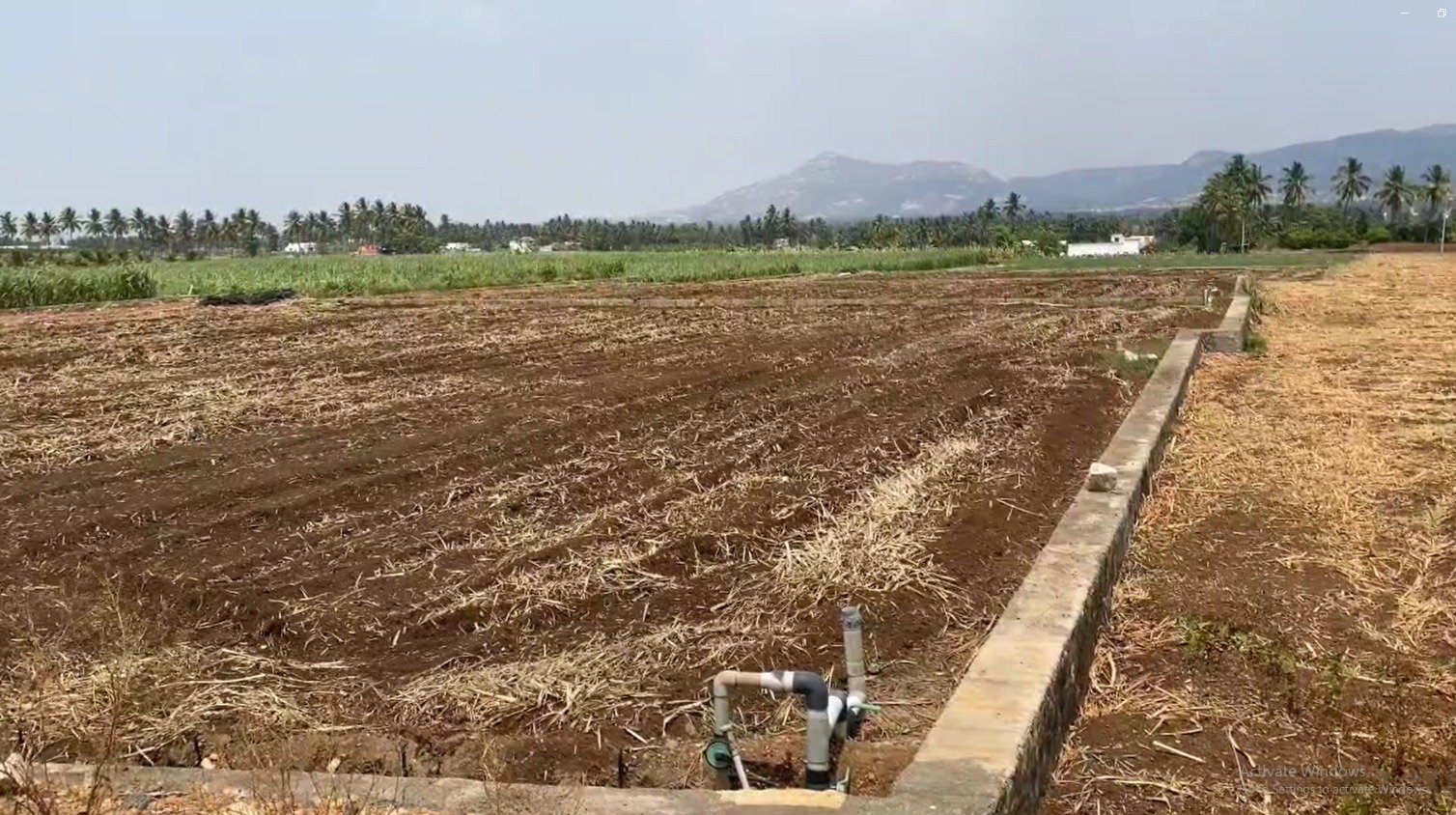 சேலம் மாவட்டம் தேவூர் சுற்றுவட்டாரப் பகுதிகளில் கரும்பு சாகுபடி செய்யப்பட்ட வயல்களில் மர்ம நோய் தாக்குதலால் கரும்பு பயிர்கள் மஞ்சள் நிறமாக மாறி கருகி வளர்ச்சி குன்றி வருவதால் விவசாயிகள் கவலை அடைந்துள்ளனர்