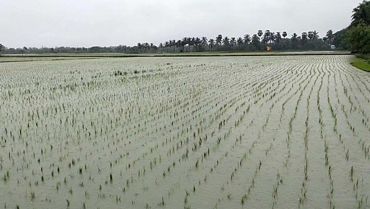 மயிலாடுதுறை மாவட்டத்தில் தொடரும் கனமழை காரணமாக குறுவை சாகுபடியில் சுமார் 5,000 ஏக்கரில் இளம் நெற்பயிர்கள் நீரில் மூழ்கியதால் விவசாயிகள் வேதனை:-