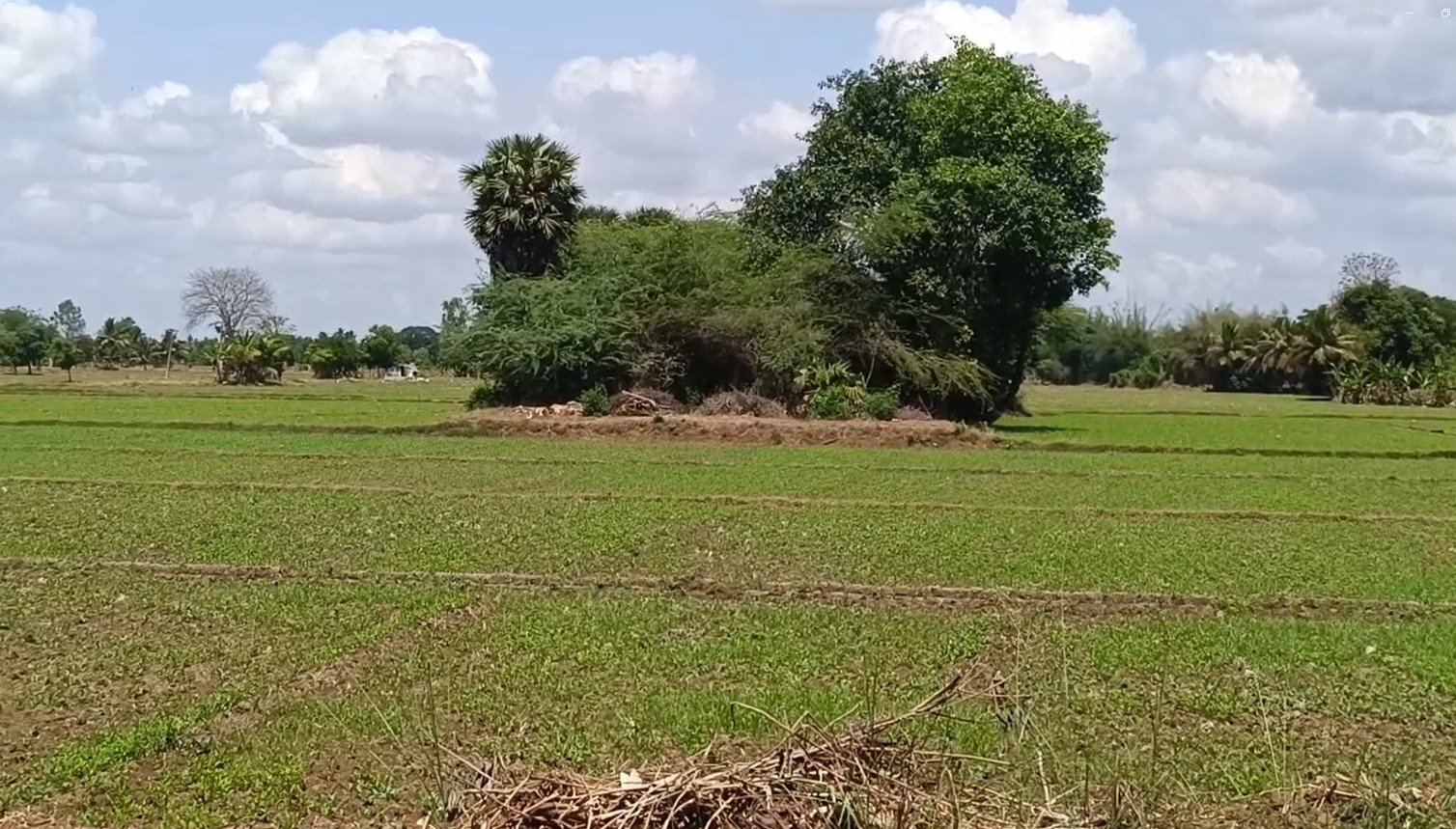 மெலட்டூர் பகுதியில் மஞ்சள் நோய் தாக்குதலால் உளுந்து பயிர்கள் பாதிப்பு ! மருந்து தெளிக்கும் பணியில் விவசாயிகள் ஈடுபட்டு வருகின்றனர். மெலட்டூர் பகுதியில் மஞ்சள் நோய் தாக்குதலால் உளுந்து பயிர்கள் பாதிப்பு ! மருந்து தெளிக்கும் பணியில் விவசாயிகள் ஈடுபட்டு வருகின்றனர்.