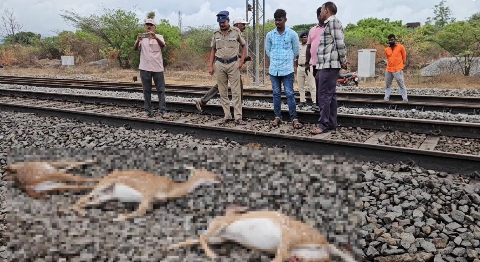 அரக்கோணம் அருகே ரயிலில் சிக்கி 3 மான்கள் பரிதாபமாக உயிரிழப்பு.