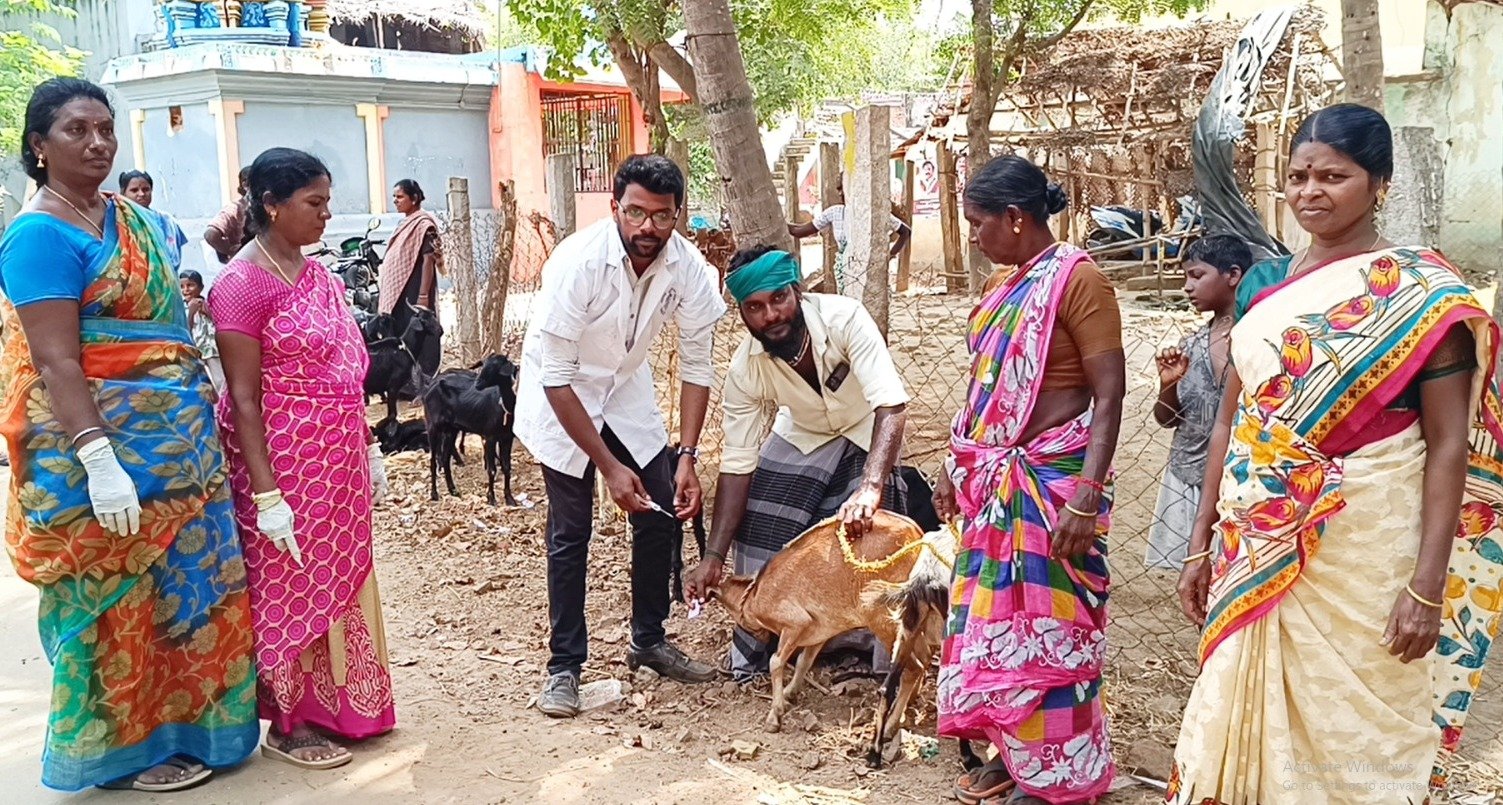 வடக்கு மாங்குடி ஊராட்சியில் ஆடுகளுக்கான சிறப்பு தடுப்பூசி முகாம்..