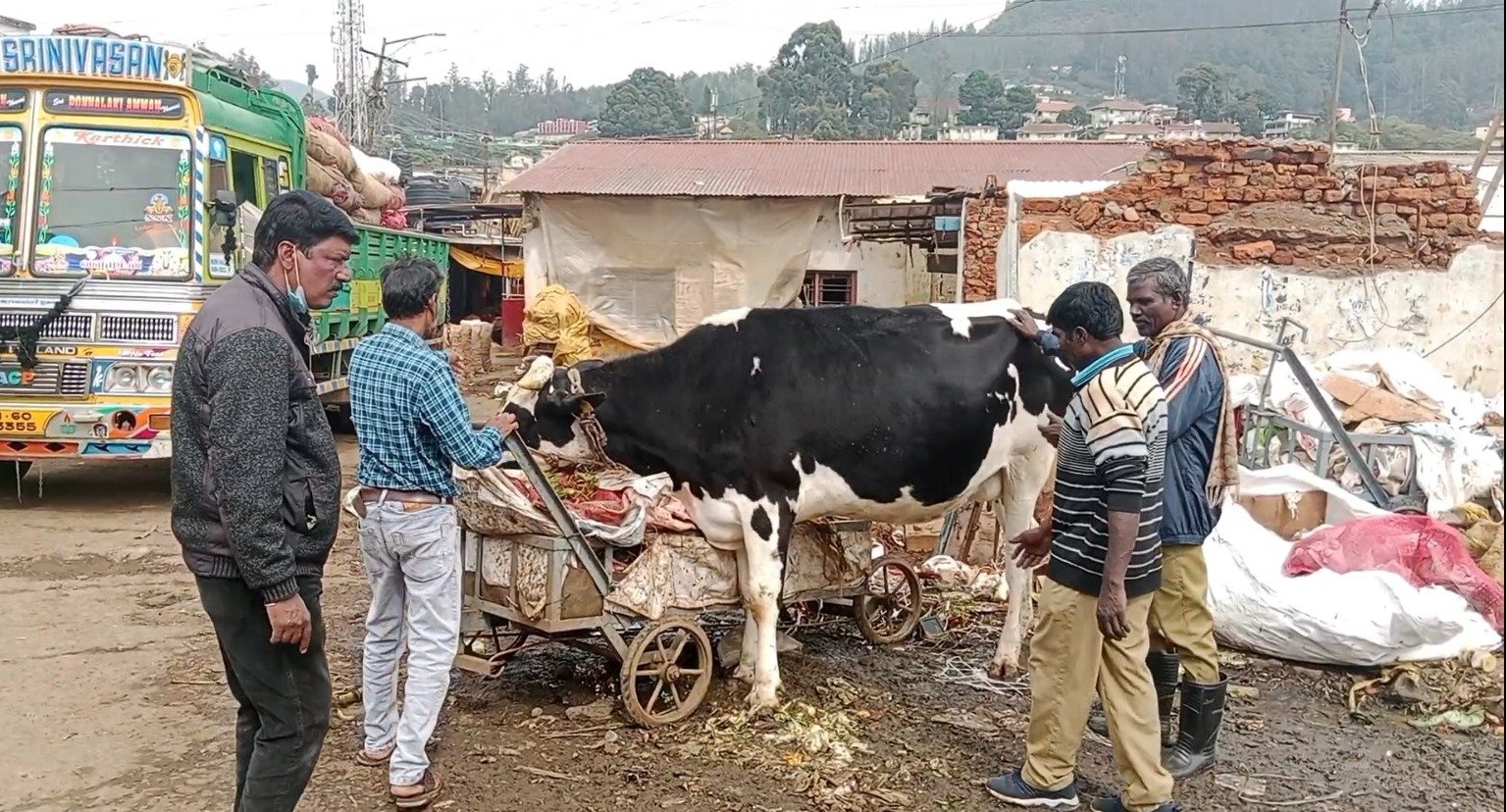 உதகை நகரில் போக்குவரத்துக்கு இடைஞ்சலாக உள்ள வளர்ப்பு கால்நடைகளை பிடித்த நகராட்சி நிர்வாகம்…