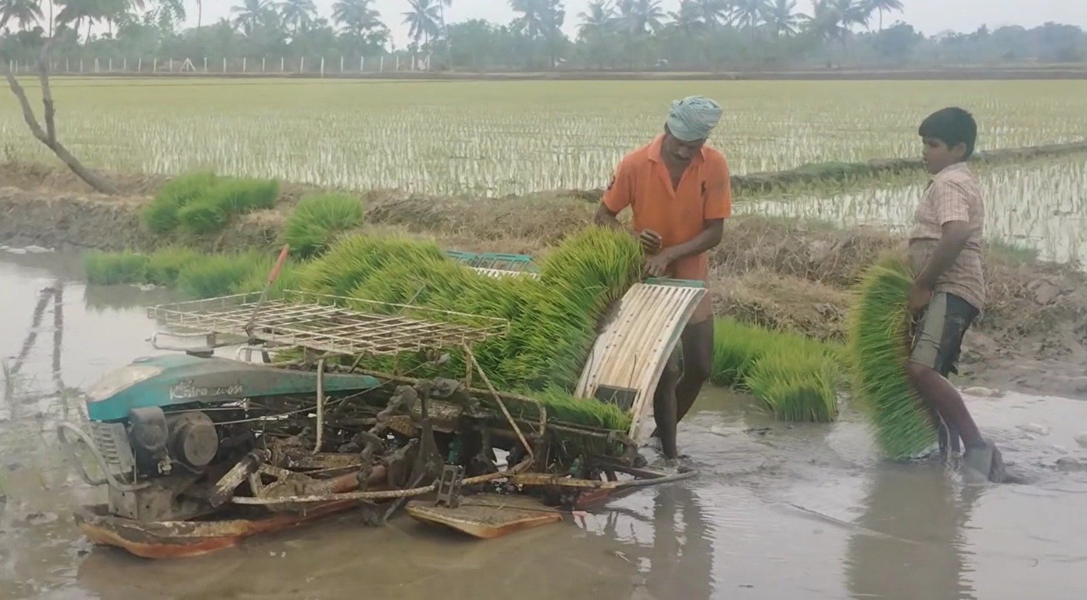 மயிலாடுதுறை மாவட்டத்தில் பரவலாக மழை பெய்து வரும் நிலையில் குறுவை சாகுபடிக்கான நடவு பணிகள் தீவிரம்.