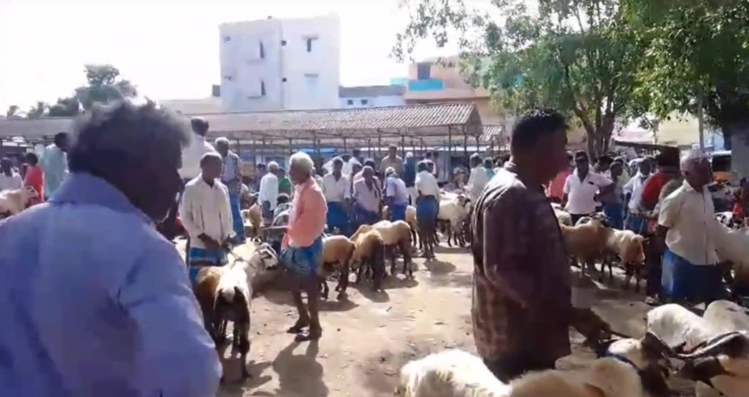 பக்ரீத் பண்டிகை முன்னிட்டு நடைபெற்ற கே.வி.குப்பம் சிறப்பு ஆட்டுச் சந்தை மந்தமாக காணப்பட்ட சிறப்பு ஆட்டுச் சந்தை வியாபாரம்