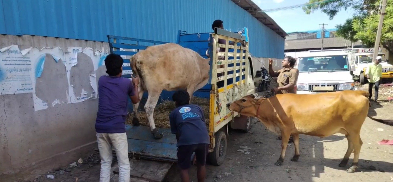 சென்னையில் மாடு முட்டி பெண்னை தாக்கிய விவகாரத்தை தொடர்ந்து, காஞ்சிபுரம் மாநகராட்சியில் இன்று பல்வேறு சாலையில் சுற்றி திரிந்த 9 கால்நடைகளை பிடித்து கோசலையில் ஒப்படைக்க கூண்டு சென்றனர்.