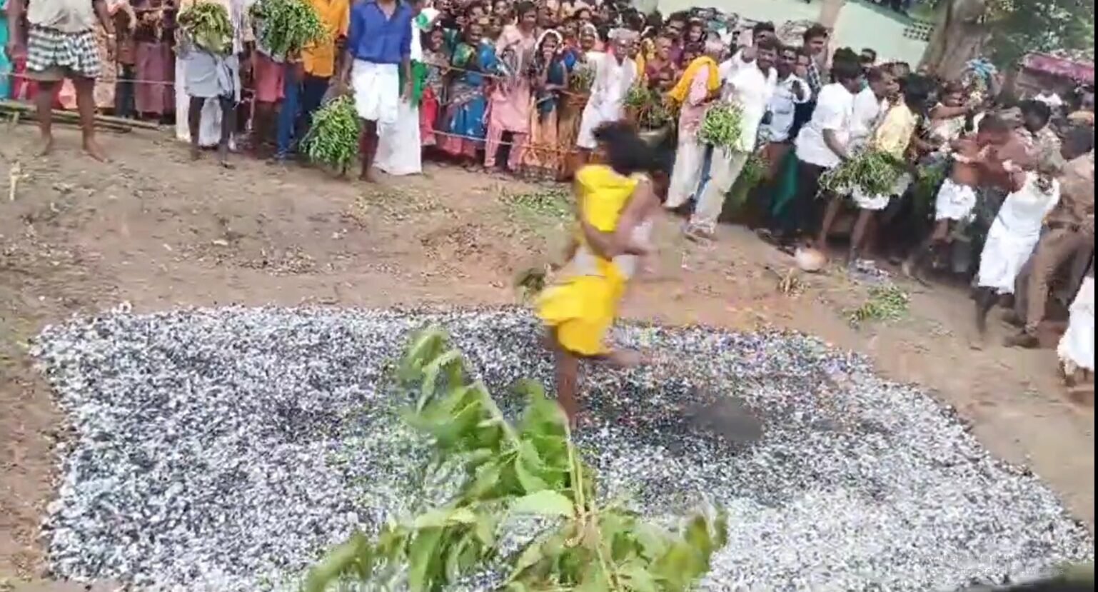 குவாகம் திரௌபதி அம்மன் கோவில் தீமிதி திருவிழா வெகு விமர்சையாக நடைபெற்றது – பக்தர்கள் குழந்தைகளை தோளில் சுமந்து தீக்குழியில் இறங்கி நேர்த்திக்கடன் செலுத்தினர்.