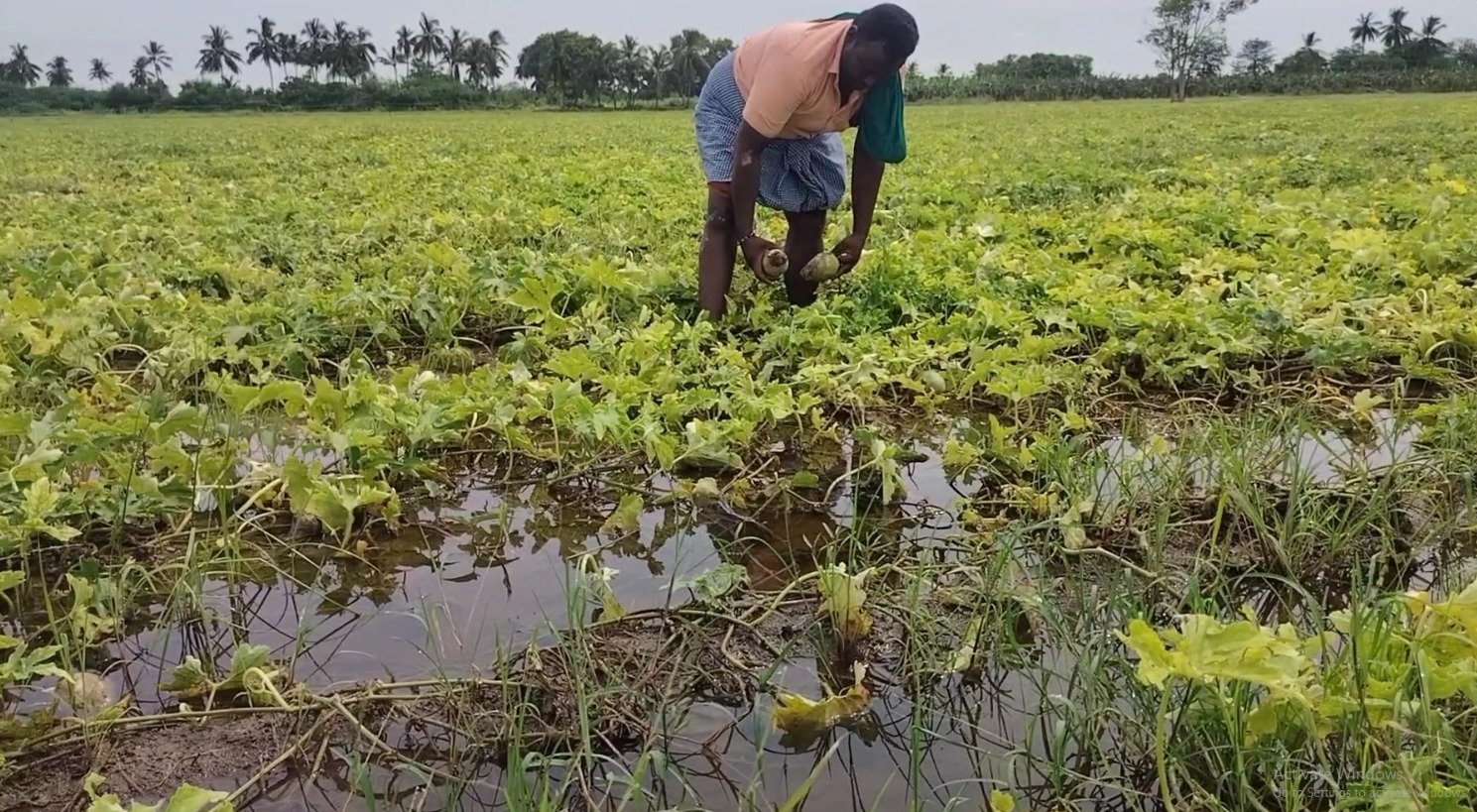 கரூர் மாவட்டம் குளித்தலை அருகே பரளி கிராமத்தில் மோகன் சிங் என்கிற விவசாயி 7 ஏக்கர் பரப்பளவில் அல்வா பூசணிக்காய் பயிரிட்டு இருந்தார் தொடர்ந்து மழையின் காரணமாக பூசணிக்காய் முற்றிலும் தண்ணீரில் மூழ்கி அழுகிய நிலையில் காணப்படுகின்றன