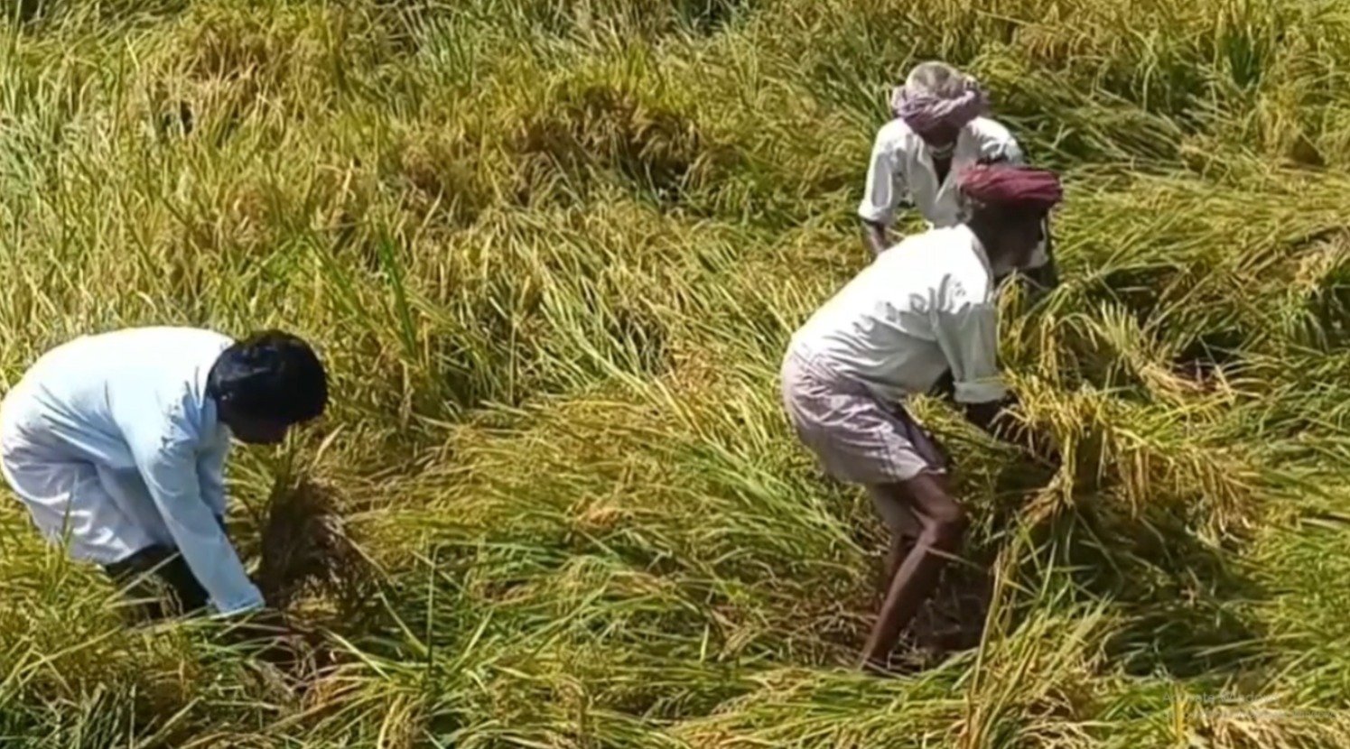 மழையால் பாதிக்கப்பட்ட அனைத்து விவசாயிகளுக்கும் ஏக்கருக்கு 30 ஆயிரம் நிவாரணம் வழங்க வேண்டும் இந்தியா கம்யூனிஸ்ட் கட்சி விவசாய சங்கம் கோரிக்கை!