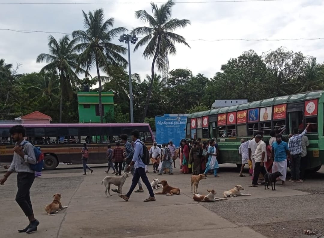 அதிகரிக்கும் ரேபிஸ் தொற்று… அஞ்சு கிராமம் பேருந்து நிலையத்தில் பாதுகாப்பின்றி பொதுமக்கள் அச்சம்