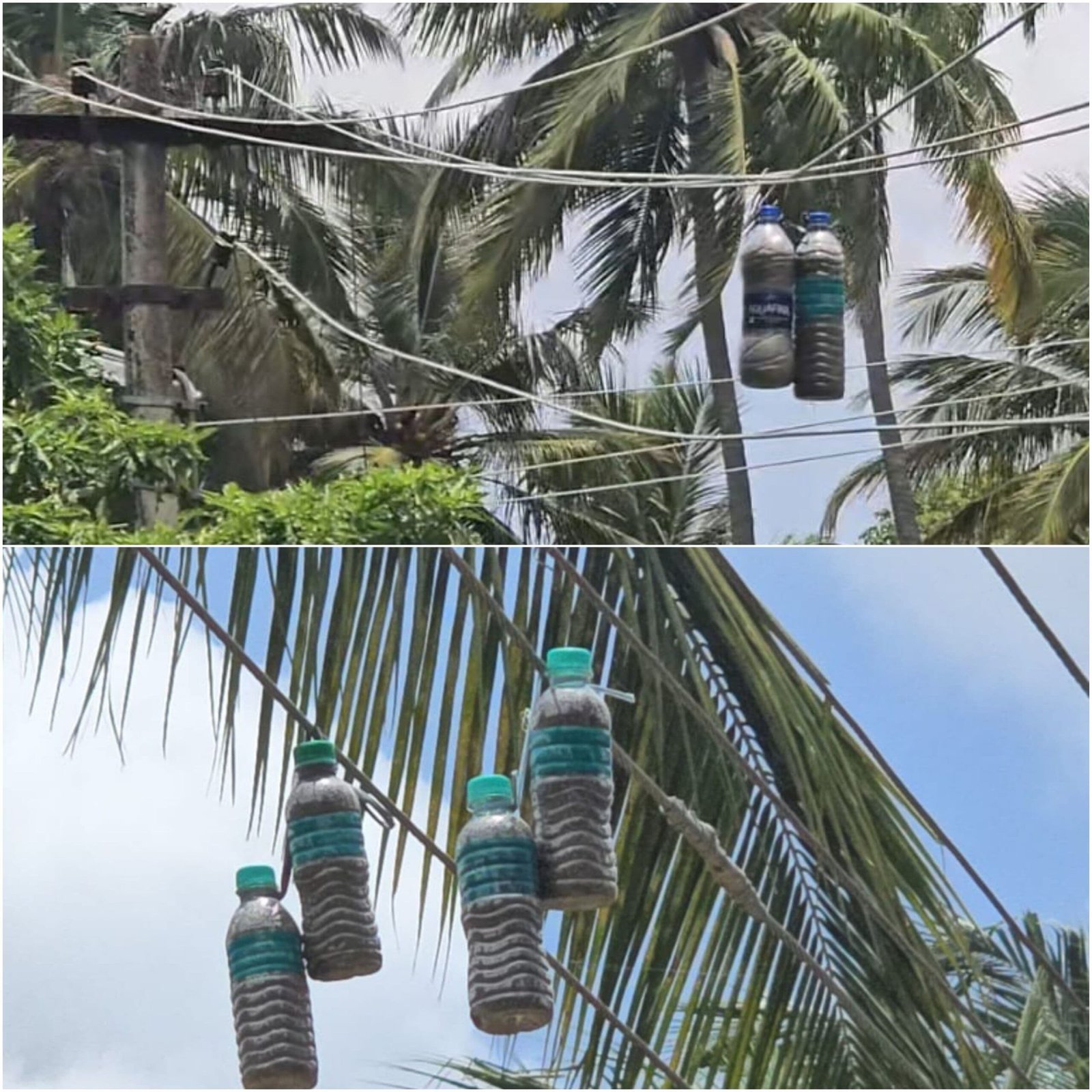 மின் கம்பிகளின் உராய்வை தடுக்க மின்வாரிய அதிகாரிகள் கையாண்ட புதிய டெக்னிக்! அரசுக்கே டப் கொடுக்கும் அதிகாரிகள்   