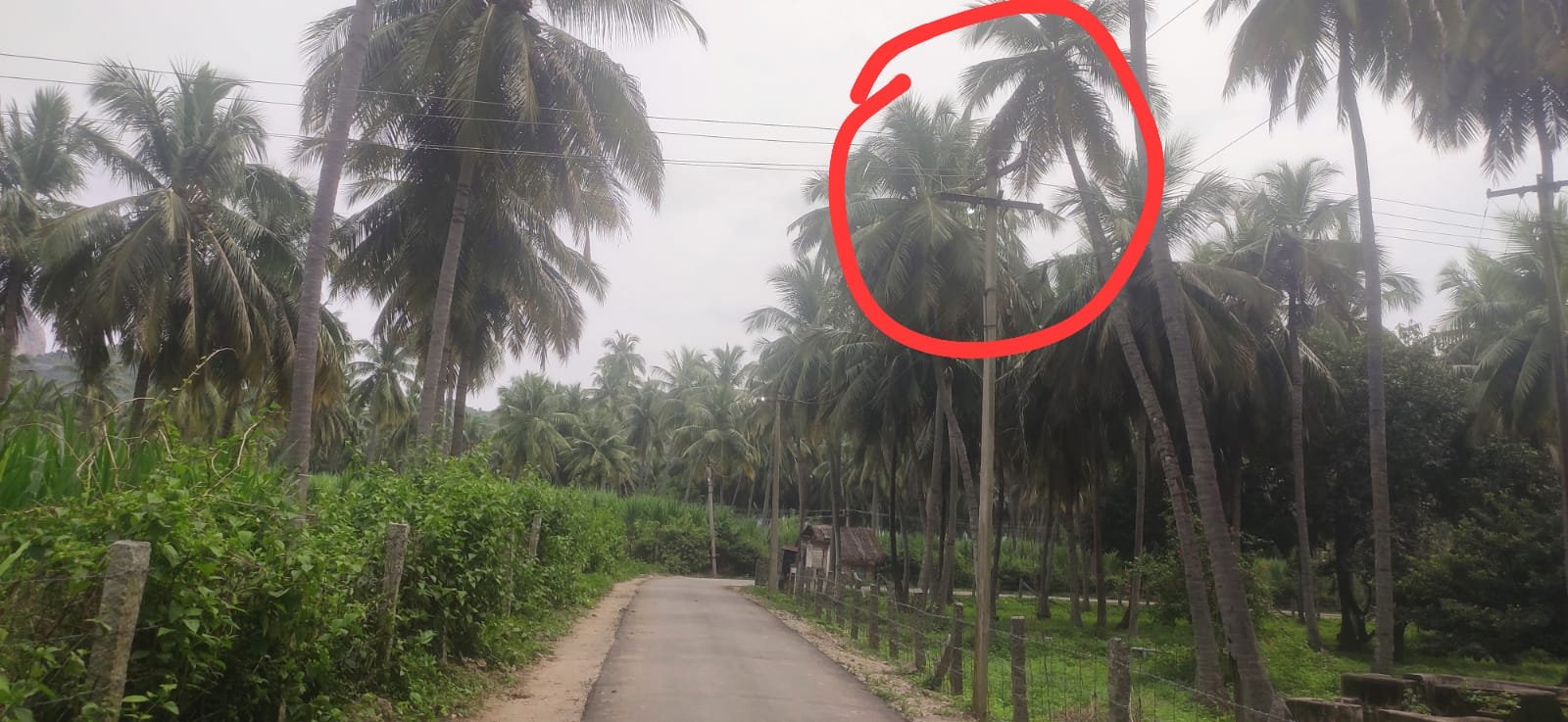 பேரணாம்பட்டு சாத்கர் ஊராட்சியில் பகல் முழுவதும் எரியும் தெரு மின்விளக்குகள் கண்டுகொள்ளாத ஊராட்சி மன்றத் தலைவர்.