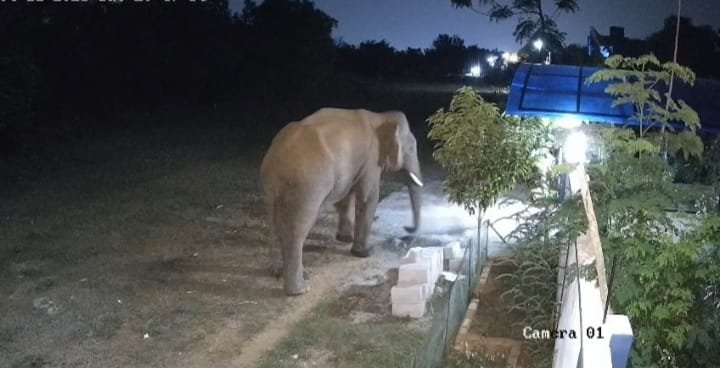 காட்பாடி அடுத்த வண்டறந்தாங்கலில் ஒற்றை யானை அட்டகாசம்: பொதுமக்கள் பீதி!